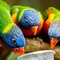 Weltvogelpark Entry (ESNcard holders)