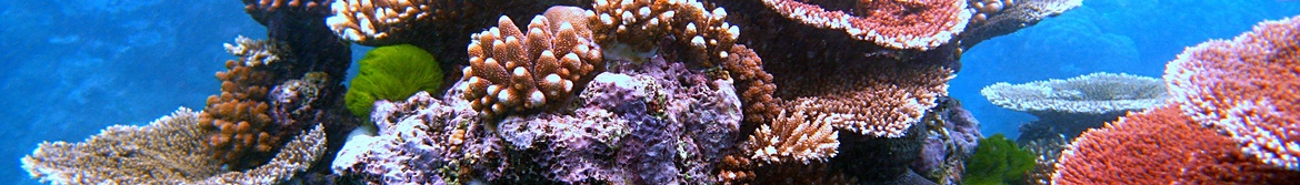 Panometer Dresden "Great Barrier Reef"